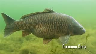 Center Lake Restoration - Iowa Great Lakes