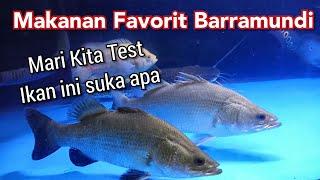 Memberi Makan Barramundi Dengan 3 Umpan, Mana Paling Suka