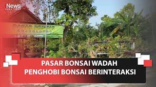 Pasar Bonsai Wadah Penghobi Bonsai Berinteraksi