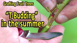 Grafting Fruit Trees | BUD Grafting or T-BUDDING Grafting Technique in late summer