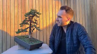 Juniper bonsai second styling part 2