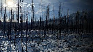 Jasper’s burned forests show signs of life ahead of winter