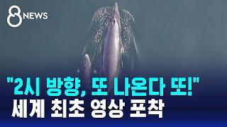"2시 방향, 또 나온다 또!"…세계 최초 영상 포착 / SBS 8뉴스