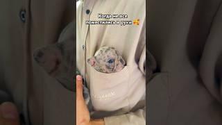 наши маленькие монстрики  Velvet Big Rope Frenches #puppy #pets #buldogfrench