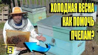 АНОМАЛЬНО ХОЛОДНАЯ ВЕСНА. КАК ПОМОЧЬ ПЧЕЛАМ? ПОПОЛНЕНИЕ КОРМОВ. ЛЮБИТЕЛЬСКОЕ ПЧЕЛОВОДСТВО С "0"