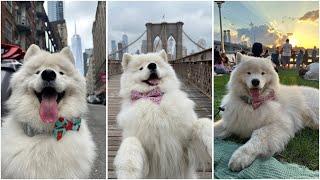 Tips for a HOT summer day with a samoyed dog in New York