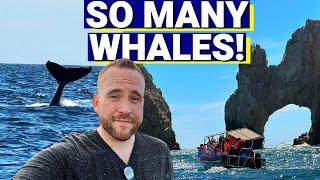 Whale Watching in Cabo San Lucas! (Why I Won't Do It Again)