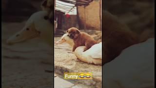 Funny || Funny videos of Animals #ytshorts #shorts #funny #funnyshorts #funnyvideos #funnyvideosof