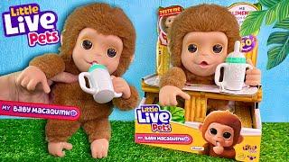 BEBÊ MACAQUINHO ELETRÔNICO LITTLE LIVE PETS MANGO! REVIEW PETER TOYS