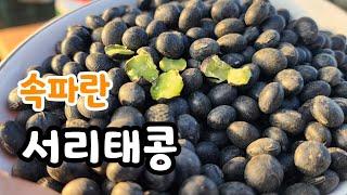 속파란 새바람 서리태콩 실시간 생방송