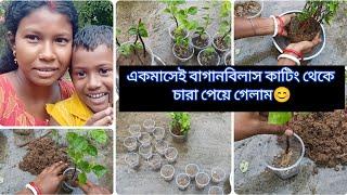 এক মাসের মধ্যে বাগানবিলাস কাটিং থেকে কত চারা পেয়ে গেলাম।‍মা ছেলে মিলে আজ ছাদবাগানে কাজ   করলাম।