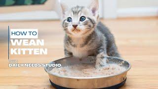 How to Wean Kitten with Easy Steps