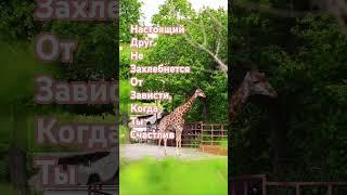 ЗНАЕТЕ КТО НАСТОЯЩИЙ ДРУГ?|ДРУГ ПОЗНАЁТСЯ)#shorts#viralvideo#youtubeshorts#психология#freinds#юмор