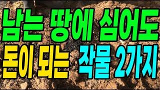 남는 땅에 심어도 돈이 되는 작물2가지! 키우기 쉽고 걱정이없는 작물