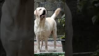 Know Before Buying A Labrador Retriever In Tamil #shorts