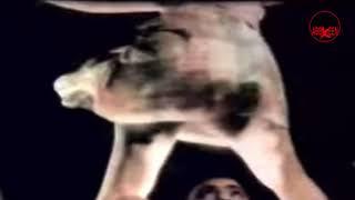 Pashto old Dance Mujra | Filmi Dance | old classic Song