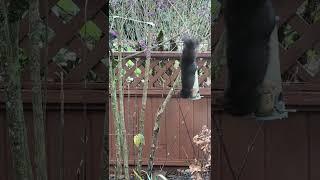 Sly Squirrel Finds Birdy Food #squirrel #winter garden#garden spirit #beauty berry