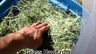 Guinea Pig Choosing A Good Quality Hay