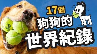 狗與鹿 ｜狗狗的世界紀錄  | 狗狗暖知識