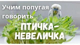 Учим попугая говорить Птичка-невеличка
