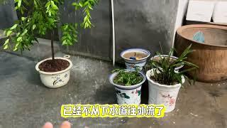 室外水缸古法养鱼遇到下雨天怎么办？#古法养鱼 #生态缸