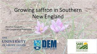 Growing Saffron in S New England