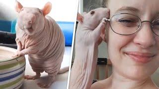 Woman adopted hairless rat that other rats found 'disgusting'