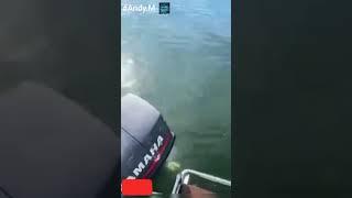 Tiburon toro en el río Paraná 