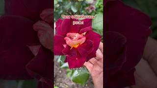 Чем обработать розы с наступлением второго цветения #розы #розарий #дачныесоветы