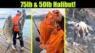 75lb & 50lb Halibut! Nonstop Early Morning Action! Alaskan Halibut Fishing--Juneau, Alaska JULY 2023