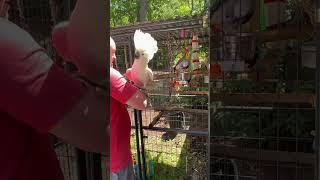 Buster the Cockatoo: who is in my crib?!