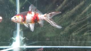 Shubunkin Goldfish Female (IRISH) Fishchick Aquatics Auction