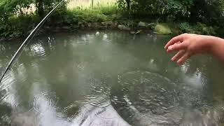 Trout and Bass Fishing in Local Creek