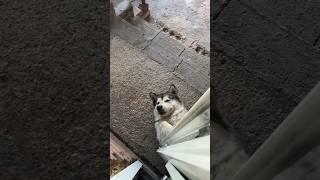 Тебе так удобно лежать? #собака #dog #юмор #животные