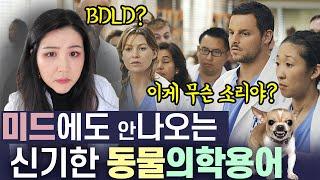 의사들이 이런 단어를 쓴다고? 미국 동물병원에서만 쓰이는 괴상한 영어단어 ㅣ 미국 수의사들의 실제 영어 대화는?