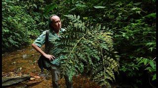 FIELD TRIP WITH PATRICK BLANC IN ECUADOR - MASHPI CLOUD FOREST