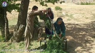 Daily Routine | Jaghori Family | Afghanistan Village Life