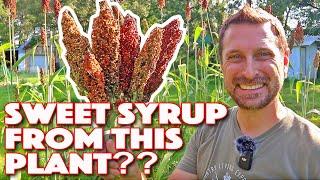 Making Sorghum Syrup! Best Crop For A Self Sufficient Homestead!