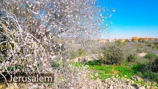  Walking Through Blooming Jerusalem – Wadi Halilim Nature Reserve. Part 1