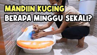 Berapa Kali Kucing Perlu Dimandiin?