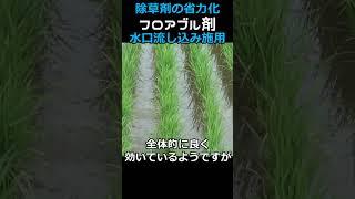 【除草剤省力化】フロアブル剤水口流し込み施用！1ヶ月後の効果は？自己流・自己責任で省力化散布！＃shorts