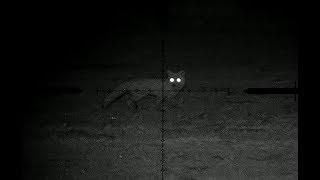 Rabbit and fox shooting using  a pard nv007 night vision