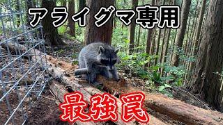 アライグマ捕獲に特化した罠「アラホール」