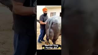 51 लाख की मुर्रा भैंस #shortreel