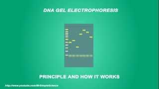 DNA Gel electrophoresis - Simple Animated Tutorial