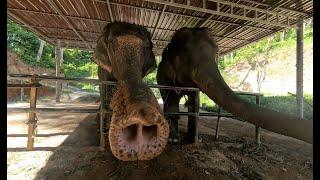 Unforgettable Elephant Adventures in Thailand Phuket  | Trekking, Bathing & Sanctuary Fun!