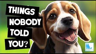 Things Nobody Told You About Owning a Beagle? - Vet Dr Alex