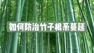 如何防止竹子根系蔓延