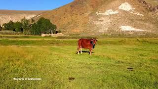 Rural Area of Afghanistan | a good place in jaghori named shashper