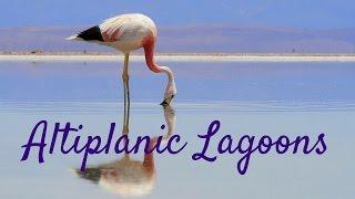 Travel Adventures in the Atacama Desert: Altiplano Lagoons & Flamingo Reserve